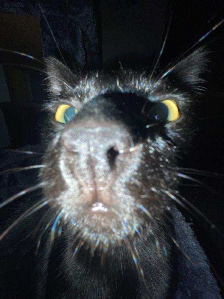 a blurry closeup of a black cat facing the camera