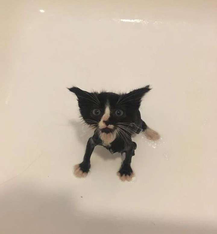 an image of a wet black and white kitten standing in a bathtub appearing frightened