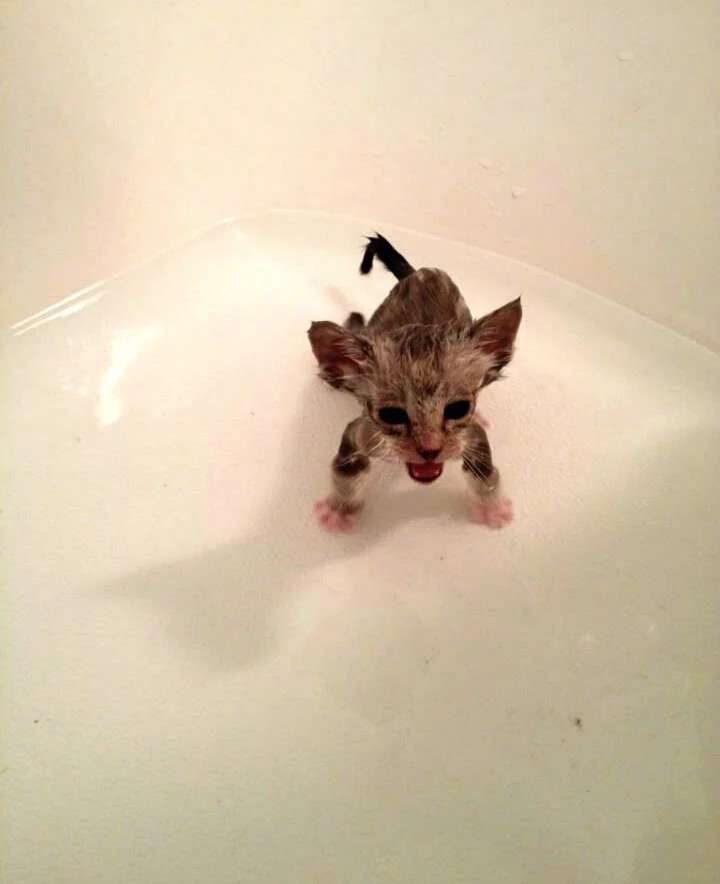 an image of a wet tabby kitten standing in a bathtub appearing frightened